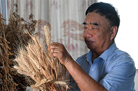 徐淙祥                                       現(xiàn)為安徽省太和縣現(xiàn)代農(nóng)業(yè)科技試驗示范基地黨支部書記，他長期扎根黃淮農(nóng)村，堅持科技興農(nóng)，培育優(yōu)良品種，改良栽培方法，使許多“望天田”變成“高產(chǎn)田”。                    